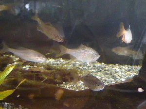 滑川町エコミュージアムセンター 埼玉県比企郡滑川町 17年3月 関東ご近所ネイチャースポット訪問記