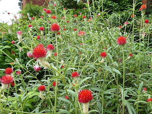 野辺に揺れ慕い焦がれや千日紅 写真俳句ブログ チーさん 初心者
