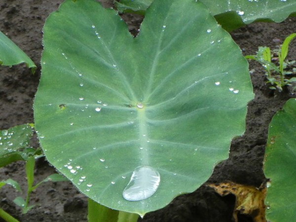 苗植えていつ見られるや芋の花 写真俳句ブログ チーさん 初心者