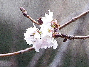 はかなくも空に紅描く初桜 写真俳句ブログ チーさん 初心者