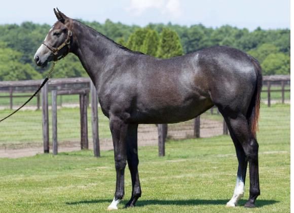 12シルク募集馬 出資確定しました 気ままにメモリアル