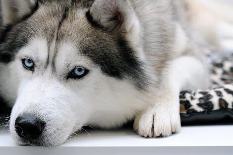 犬を飼うならやっぱシベリアンハスキーだよな なんたこす