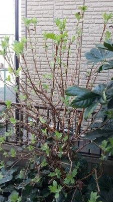 オリーブの剪定してアナベル新調した件 40からのバスフィッシング2