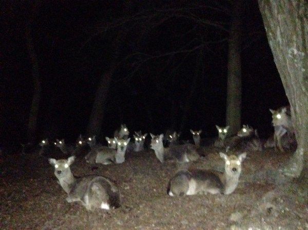 コラム81 夜の奈良公園の鹿 Magical Mystery Nara Tour