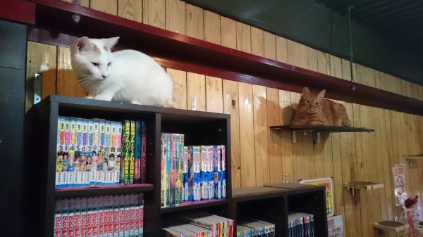 奈良の猫カフェ Shana Magical Mystery Nara Tour
