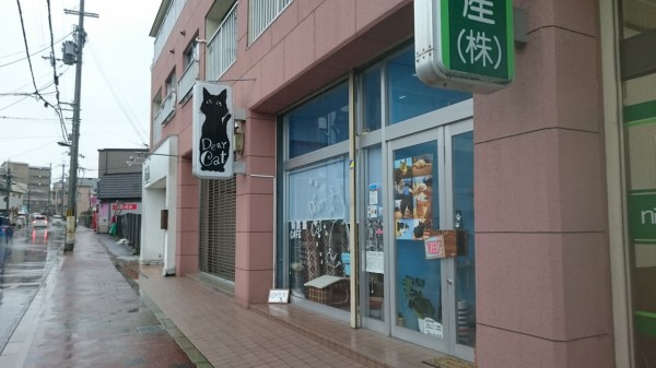 奈良の猫カフェ Dear Cat Magical Mystery Nara Tour