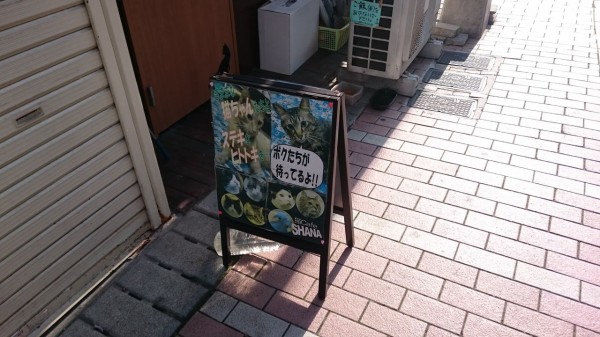 奈良の猫カフェ Shana Magical Mystery Nara Tour