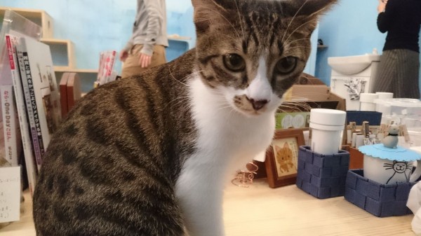 奈良の猫カフェ Dear Cat Magical Mystery Nara Tour