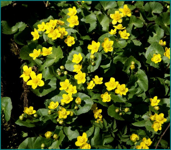 春陽 飯縄高原の水芭蕉 楽園探しの隠居旅