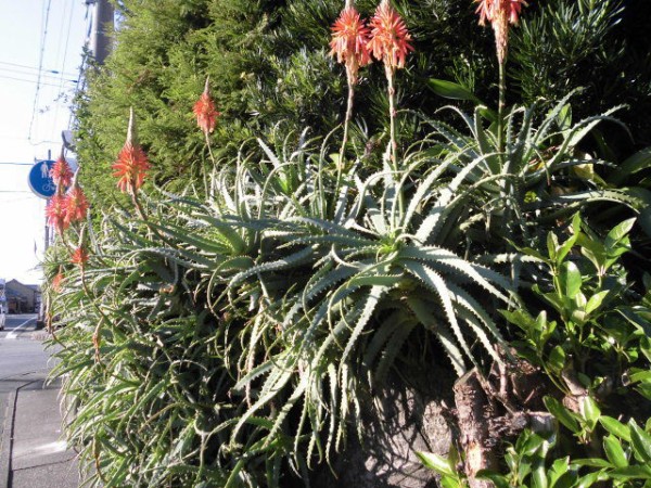 東紀州の冬の花 医者いらず の花 東紀州情報発信ブログ