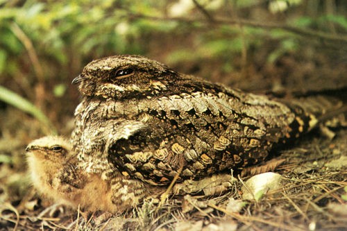 初夏の夜を演出する野鳥達 3 ヨタカ ひげはかせの四季の野鳥