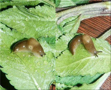 チャコウラでしょうか 爬虫類や蟲たちの生態