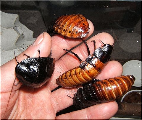 マダゴキの手遊び 爬虫類や蟲たちの生態