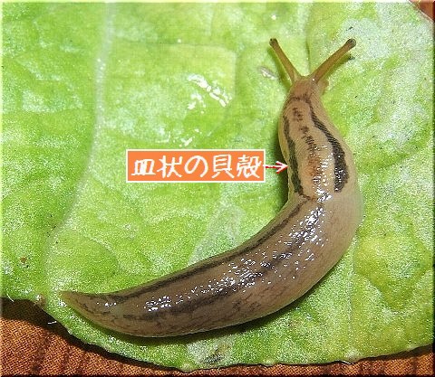 我らチャコウラ隊 日本を占拠せり 爬虫類や蟲たちの生態