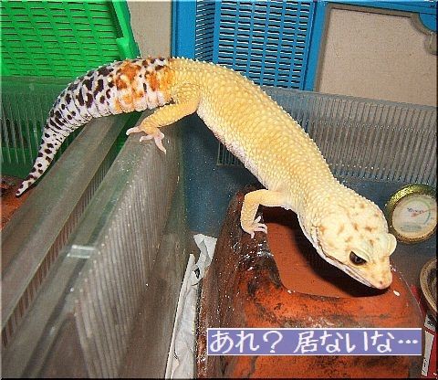 お姫の反乱 ナメクジ情報 爬虫類や蟲たちの生態