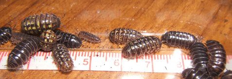 掃除はダンゴムシにお任せ 爬虫類や蟲たちの生態