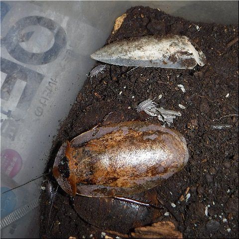 白い貴公子 爬虫類や蟲たちの生態