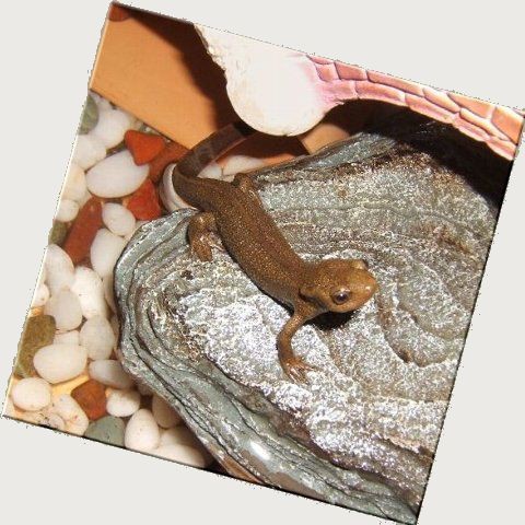 喧嘩知らずのイモリたち 爬虫類や蟲たちの生態 喧嘩知らずのイモリたち 爬虫類や蟲たちの生態