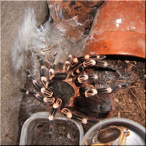 ゾンビになって生き返ったサンタレム 爬虫類や蟲たちの生態