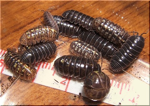 ワラジムシ 英語