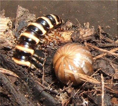 タマヤスデの赤ちゃん誕生です 爬虫類や蟲たちの生態