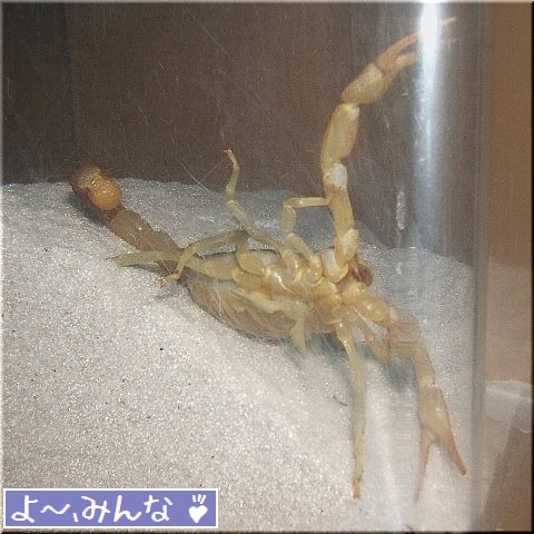 サソリのマーちゃん 喰う 寝る 怒る 爬虫類や蟲たちの生態