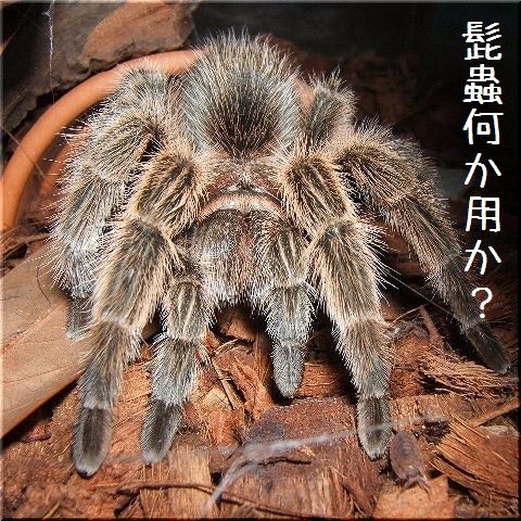 タランチュラちゃん 転んじゃうよ 爬虫類や蟲たちの生態