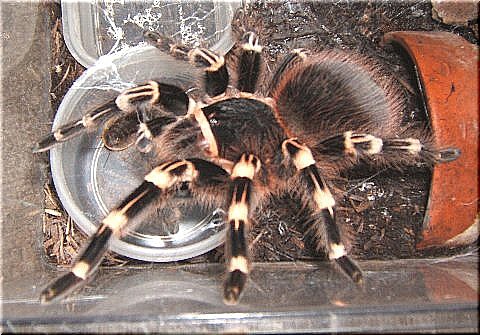 サンタレムの楽しい食事 タランチュラ 爬虫類や蟲たちの生態