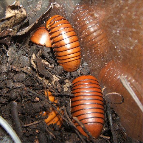 タマヤスデの赤ちゃん誕生です～♪ : 爬虫類や蟲たちの生態