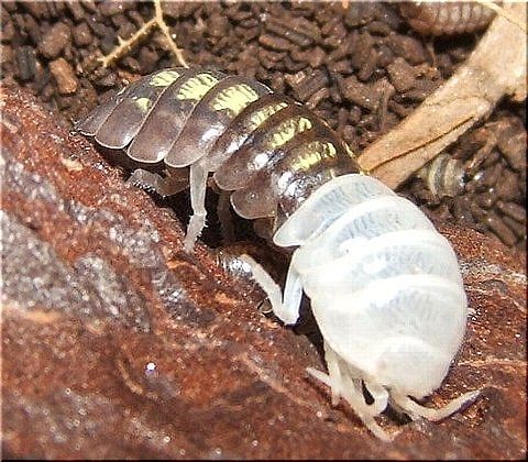 ダンゴムシの日常 脱皮 爬虫類や蟲たちの生態