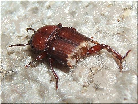 不死身のミルワーム 爬虫類や蟲たちの生態