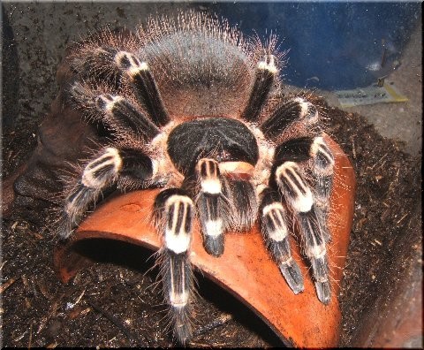 おデブな サンタレム ピンクヘアード 爬虫類や蟲たちの生態