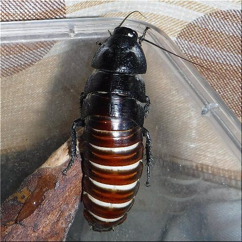 やった ８ｃｍ越え 爬虫類や蟲たちの生態