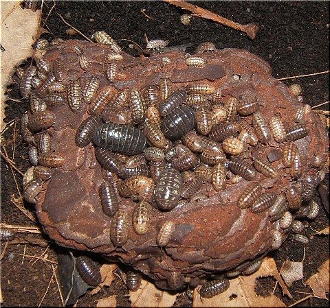 ダンゴムシの日常 食事 爬虫類や蟲たちの生態