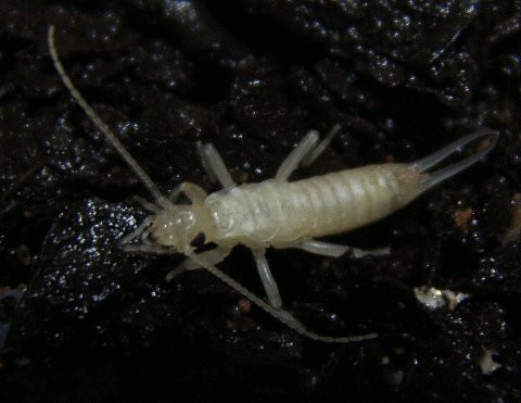 深夜のエジプトイヤーウィグ 写真のみ 爬虫類や蟲たちの生態