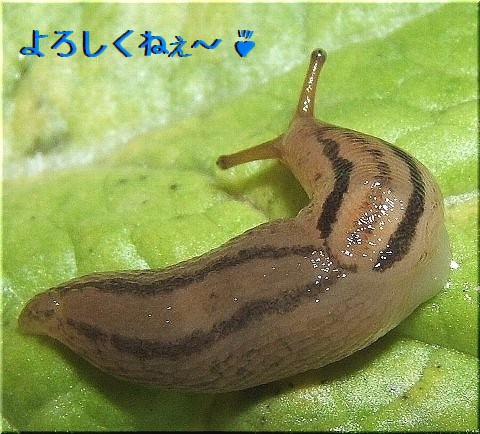 我らチャコウラ隊 日本を占拠せり 爬虫類や蟲たちの生態