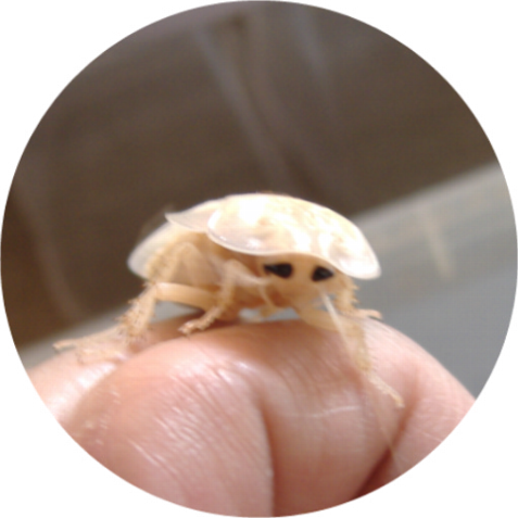 白いデュビア 爬虫類や蟲たちの生態 白いデュビア 爬虫類や蟲たちの生態
