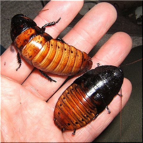 マダゴキの手遊び 爬虫類や蟲たちの生態