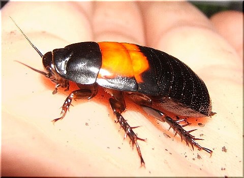 ヒトツボシとナゾナゾ蟲たち 爬虫類や蟲たちの生態