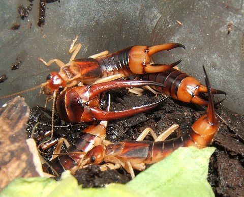 オオハサミムシの登場 爬虫類や蟲たちの生態