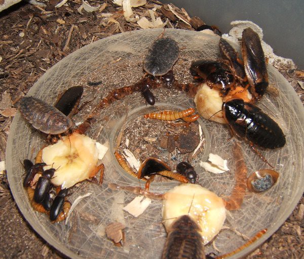 ミルワームの繁殖 爬虫類や蟲たちの生態 別館