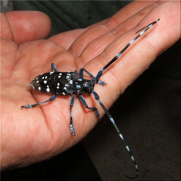 お客様はゴマダラカミキリ 爬虫類や蟲たちの生態 別館