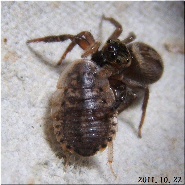 家のハエトリグモ １ 爬虫類や蟲たちの生態 別館