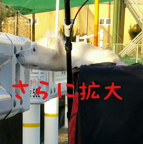 放置される犬 ららは雑種の白犬