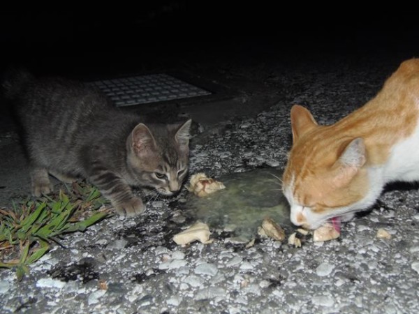 巫女は巨乳じゃない話 お昼寝ごろにゃん島より かいてつす 地球を救う