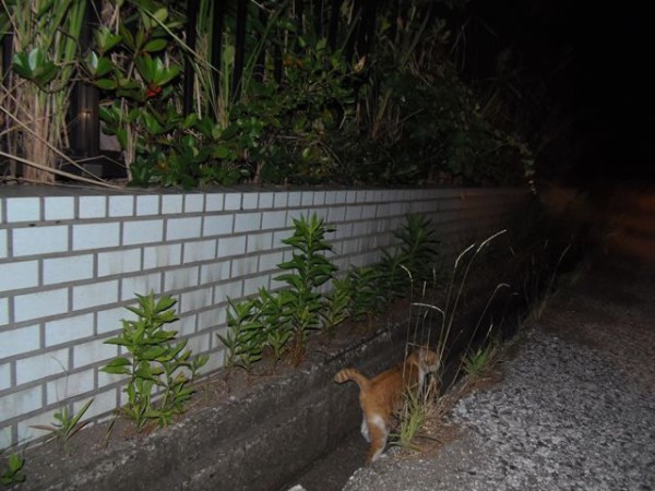 ゆーれい お昼寝ごろにゃん島より かいてつす 地球を救う