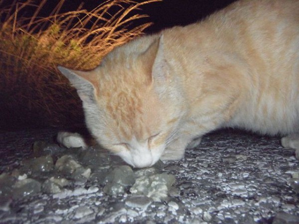 気持ち お昼寝ごろにゃん島より かいてつす 地球を救う