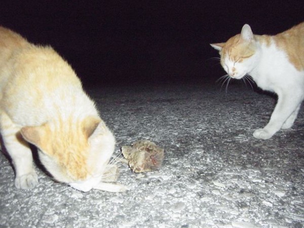 おおさかものがたり お昼寝ごろにゃん島より かいてつす 地球を救う