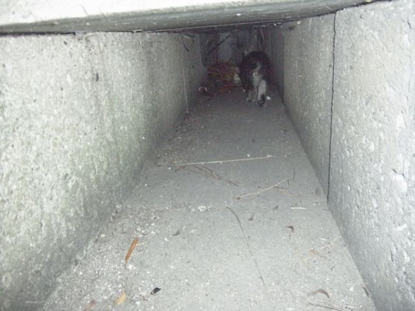 おおさかものがたり お昼寝ごろにゃん島より かいてつす 地球を救う