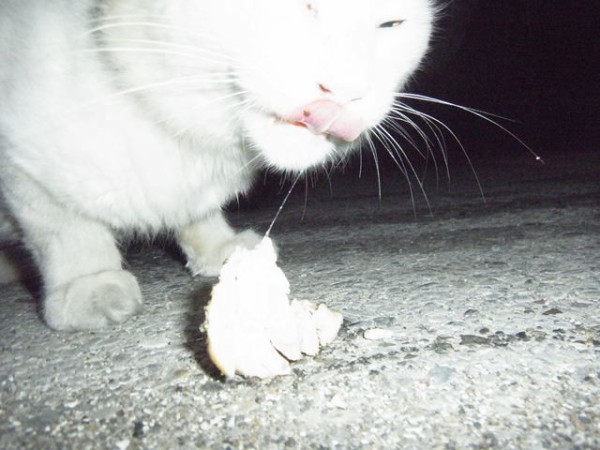 おおさかものがたり お昼寝ごろにゃん島より かいてつす 地球を救う